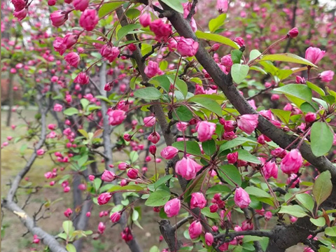闲看庭前花开花落