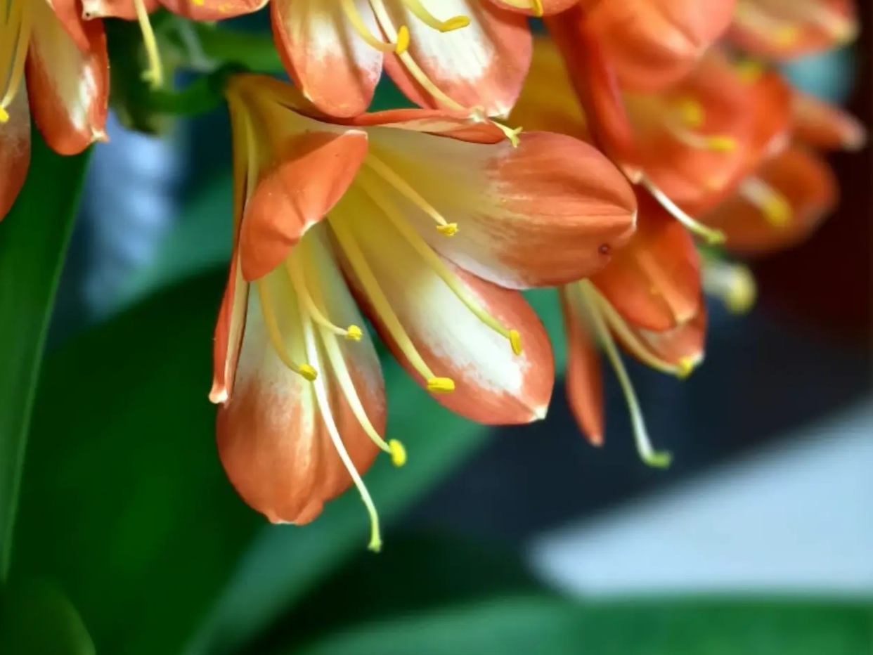 咱们一起骑马去看花